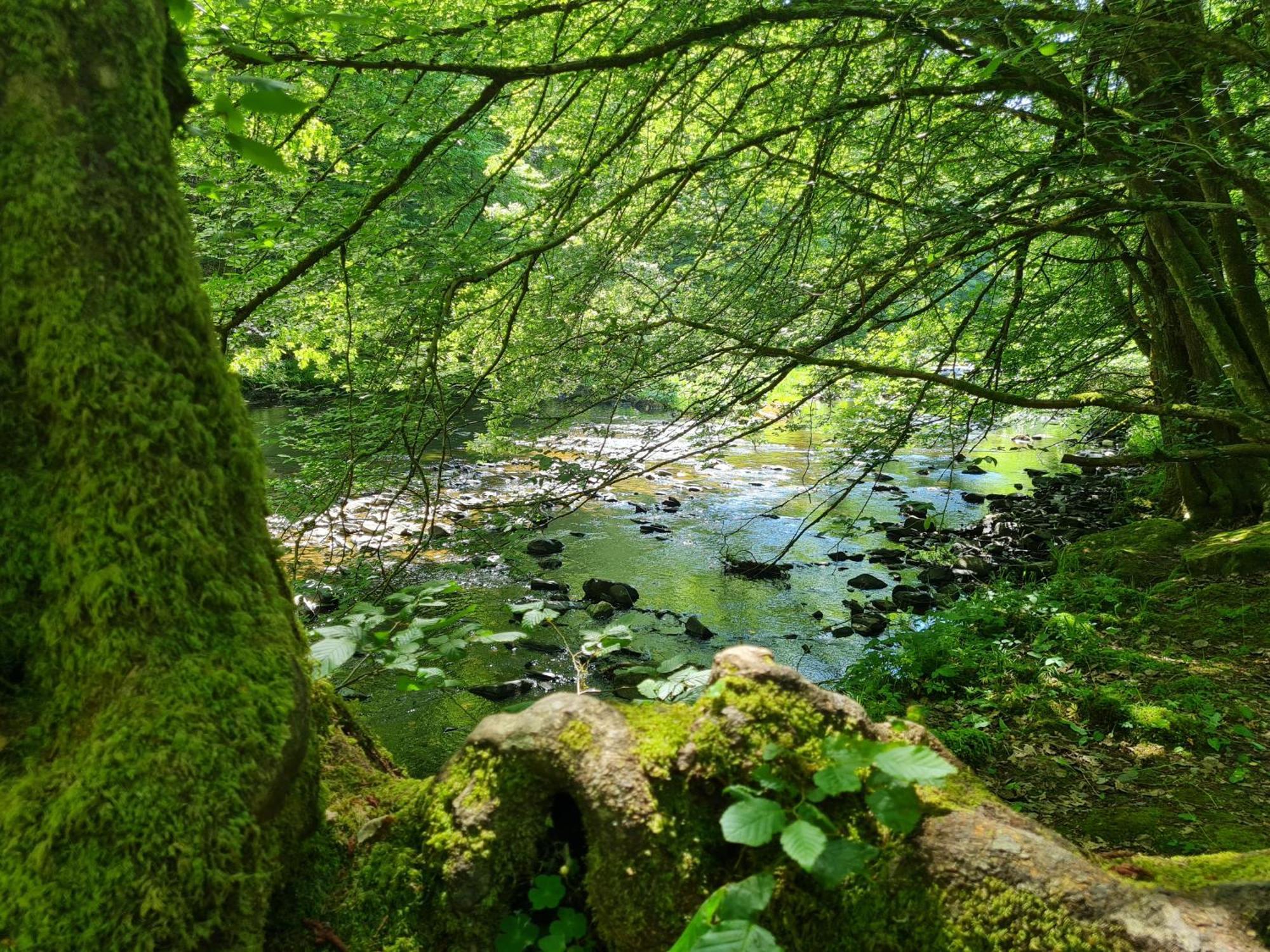 Ferienhaus Droefter Blick Monschau Eksteriør billede